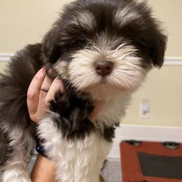 Havanese Puppies from Coco’s Puppies