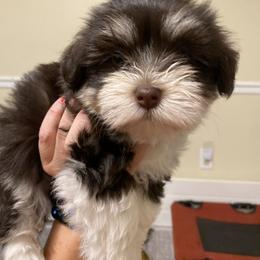 Havanese Puppies from Coco’s Puppies