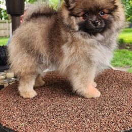 Pomeranian Puppies from POMS USA
