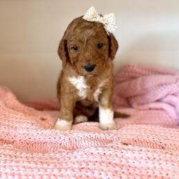 POMEGRANATE - Apricot male Goldendoodle puppy in Independence, Oregon from Ankeny Doodles
