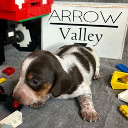 Girl 2 - Piebald female Dachshund puppy in Spicer, Minnesota from Arrow Valley