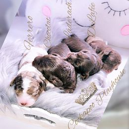 Cockapoo Puppies from Royal Cockapoo Playhouse