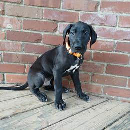 Eclipse - Black male Great Dane puppy in Marshall, Michigan from Dream K9