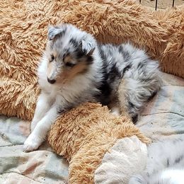 Collie Puppies from Kimegan Collies