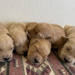 Girl pick 2 - Golden female Golden Retriever puppy in Hobbs, New Mexico from Goldie Locks Golden Retrievers & Doodles