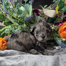 Casanova - Merle male Shihpoo puppy in Delphos, Ohio from Route 66 Poodles & Doodles, Sapphire Shih-tzu's of Ohio