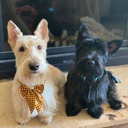 Scottish Terriers from Crawford’s Kennel