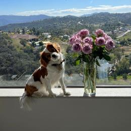 Phoebe - Cavalier King Charles Spaniel