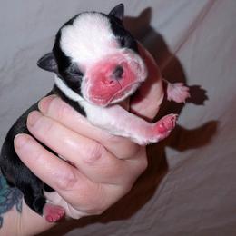 Baby Boy3 - Black and white male Boston Terrier puppy in Kingsport, Tennessee from Sleepwalker Bostons