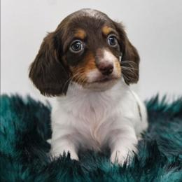 Male 2 - Piebald male Dachshund puppy in Childress, Texas from Taylor Farms