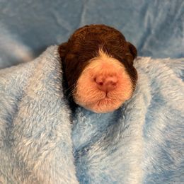 Bernedoodle and Labradoodle Puppies from Huser Doodle