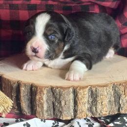 Coal - Black tri male Miniature Australian Shepherd puppy in California from Eagle River Aussies