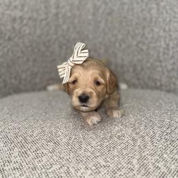 Ivy - Apricot female Goldendoodle puppy in Layton, Utah from Gracious Doodle Dogs
