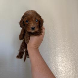 Crush - Red male Cavapoo puppy in Fort Worth, Texas from Aloha Paradise Poodles LLC