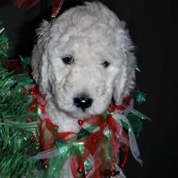 Poodle Puppies from Painted Sunset Kennels