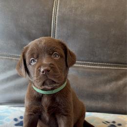 Green - Chocolate male Labrador Retriever puppy in Medford, Oregon from Valley View English Labs