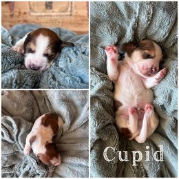 Cupid - Piebald male Dachshund puppy in Folsom, Louisiana from De’s Doxies