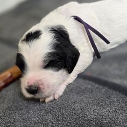 Blair - Black and white female Bernedoodle puppy in Malden, Illinois from Doting Doodles