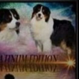 Australian Shepherds from Susan Bellant's Australian Shepherds