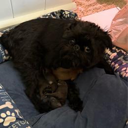 Male 1 - Black male Brussels Griffon puppy in Ogden, Utah from Shelly's Brussels Griffons