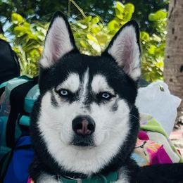 Nyx - Siberian Husky