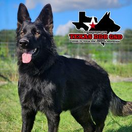 Bella - German Shepherd