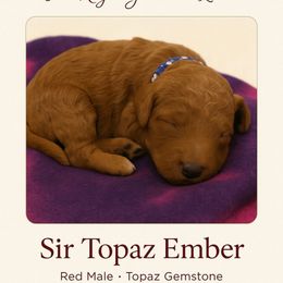 Sir Topaz Ember Red King - Red  male Poodle puppy in Woodbridge, Virginia from Rosa Red Standard Poodles