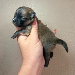 Chi - Orange male Pomeranian puppy in Phoenix, Arizona from Luxpomz