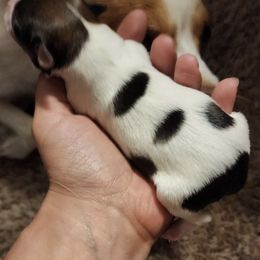 Foxy - White and sable Papillon puppy in Wainae, Hawaii from Furever Barks & Purrs