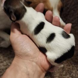 Foxy - White and sable Papillon puppy in Wainae, Hawaii from Furever Barks & Purrs