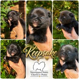 Keepsake - Black and tan female Pomeranian puppy in Odessa, Texas from Cherry's Poms