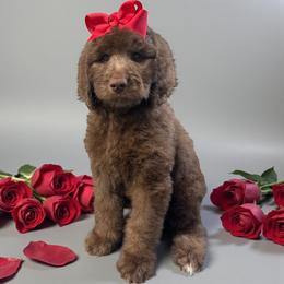 Debra - Chocolate female Goldendoodle puppy in Prosperity, Pennsylvania from Stelladoodles & Company