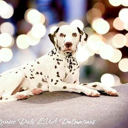 Dalmatian Puppies from Rainier DALS LUA Dalmatians of Washington