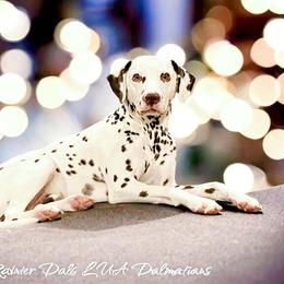 Dalmatian Puppies from Rainier DALS LUA Dalmatians of Washington