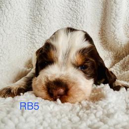 RB5 - Tri-Roan male English Springer Spaniel puppy in Britton, South Dakota from K&S Canines