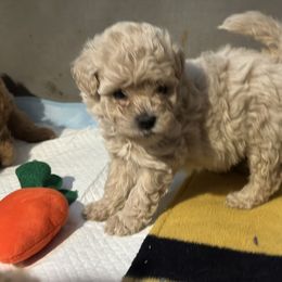 Australian Labradoodle Puppies from Tiny Treasures Australian Labradoodles