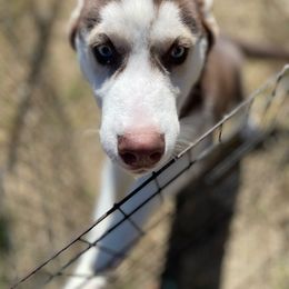 Thunder - Siberian Husky
