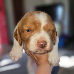 Trace - Orange roan male Brittany puppy in Stillwater, Oklahoma from Kennel de Fowler