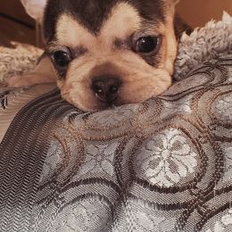 French Bulldog Puppies from Basket of love bulldogs