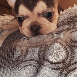 French Bulldog Puppies from Basket of love bulldogs