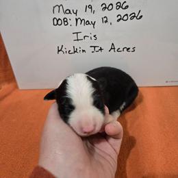 Iris - Black and white female Border Collie puppy in Chariton, Iowa from Kickin It Acres BCs