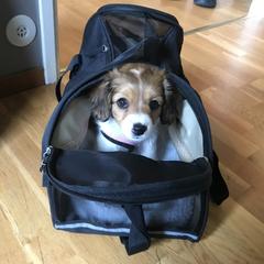 Nederlandse Kooikerhondje Puppies from Blazing Kooikerhondjes