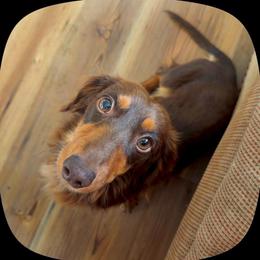 Arlo - Dachshund