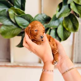 Savannah - Red  female Goldendoodle puppy in Elizabethtown, Kentucky from Reddy Poodles & Doodles