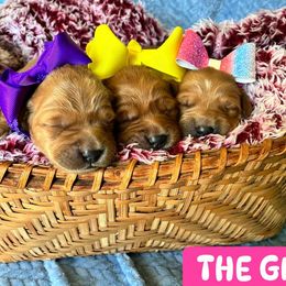 Golden Retriever puppies from Aurora's Northern Goldens