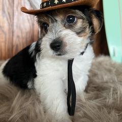 Shorkie Puppies from Shorkies R Us Breeding