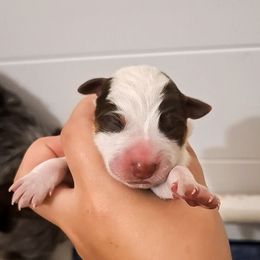 Amulet (ASDR) - Red speckled female Australian Cattle Dog puppy in Marana, Arizona from Impact 3rd Australian Cattle Dogs