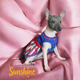 Sunshine - White and black female American Hairless Terrier puppy in Buckingham, Illinois from Gaus Hof