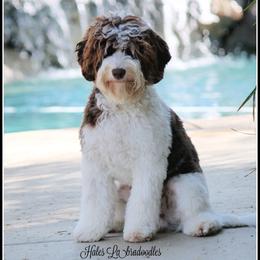 Oliver - Australian Labradoodle