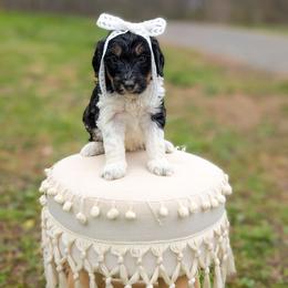 AJ Ferguson - Tri-color female Bernedoodle puppy in Whitesburg, Georgia from Asbury & Co Farms